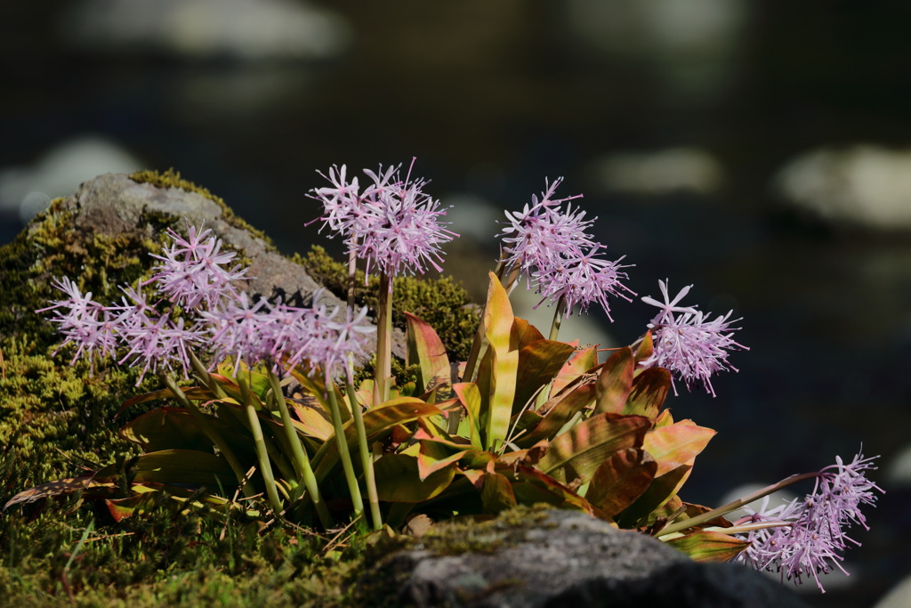 何の花？
