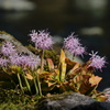 何の花？