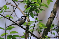 シジュウカラ