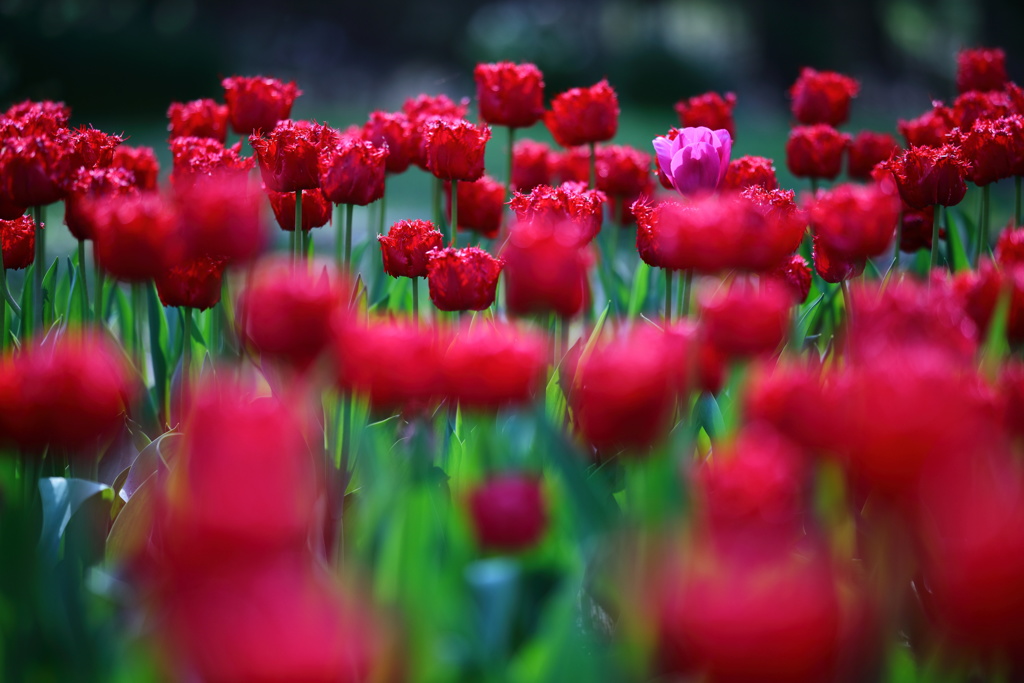 となみチューリップフェア(9)