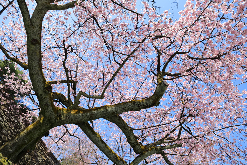 石垣と桜