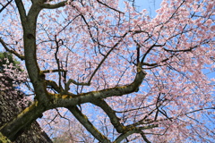 石垣と桜