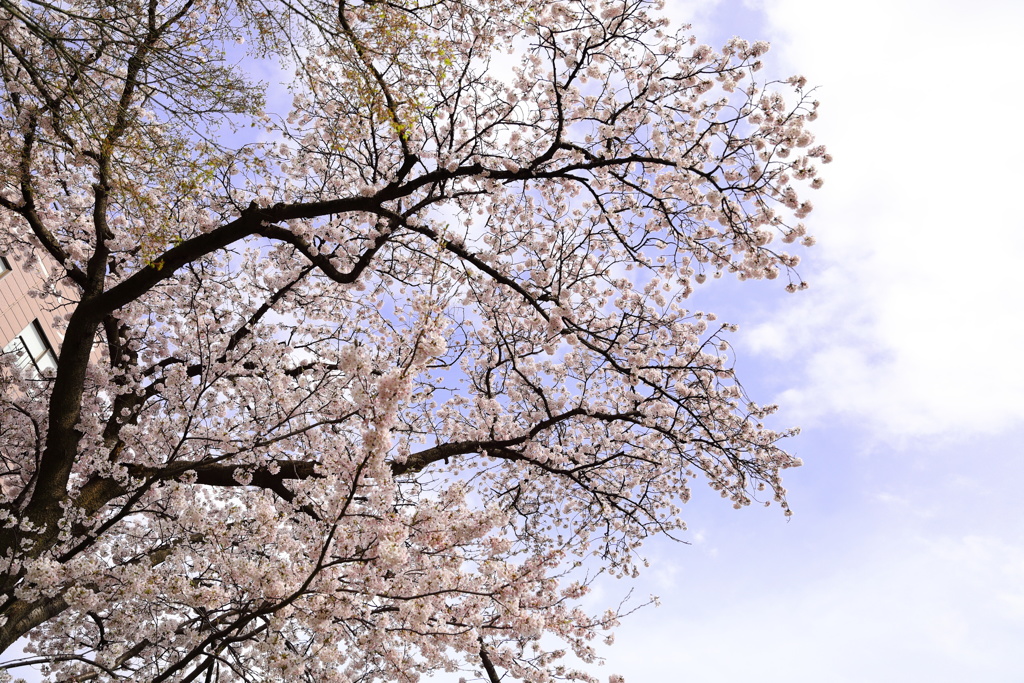 空色と桜色