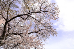 空色と桜色