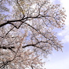 空色と桜色