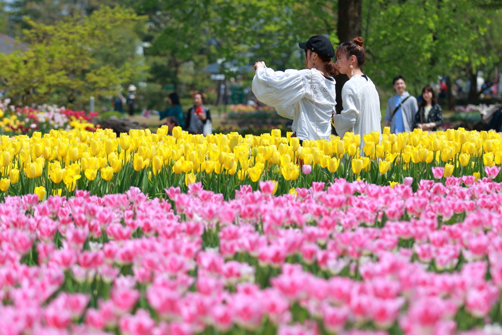 となみチューリップフェア(14)