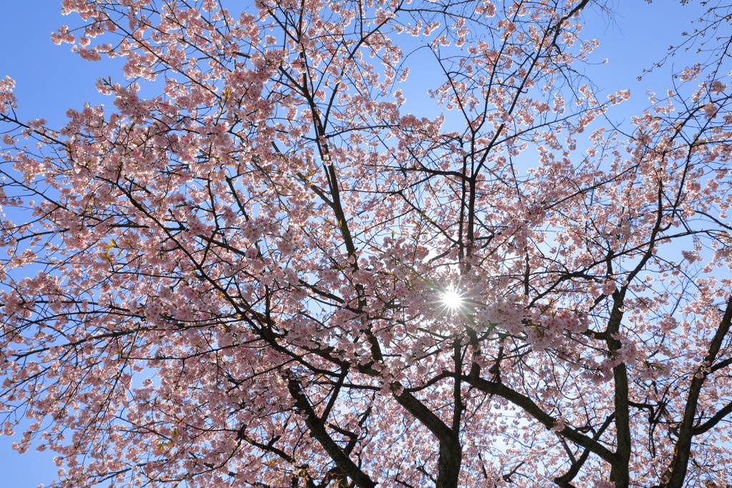 太陽と桜