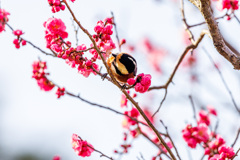 蜜を吸ってみる