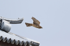 お城の屋根から飛び立つ