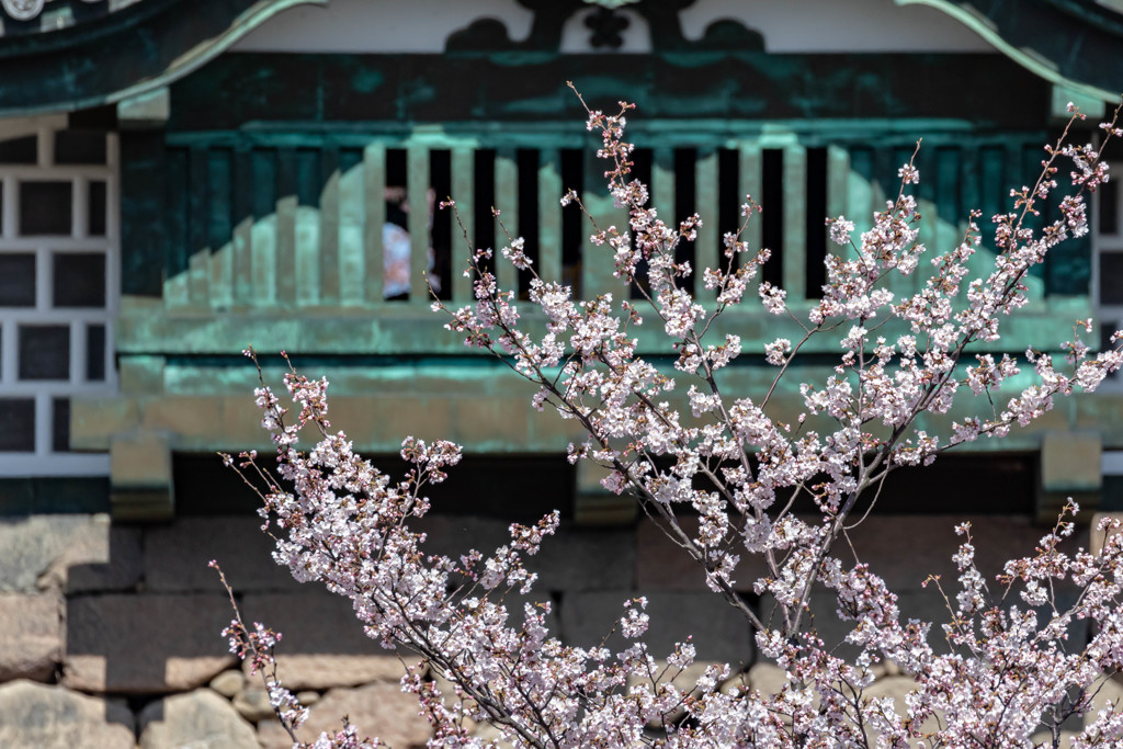 窓の外は桜