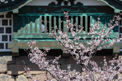窓の外は桜