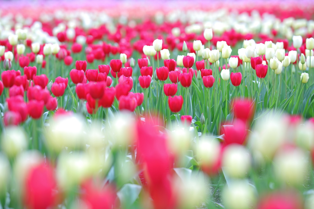 となみチューリップフェア(4)