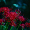 彼岸花(7)