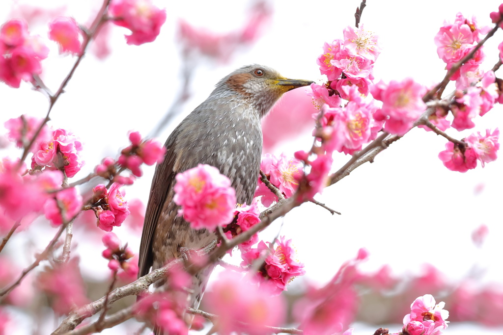 ウメヒヨゥ