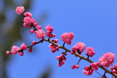 梅と