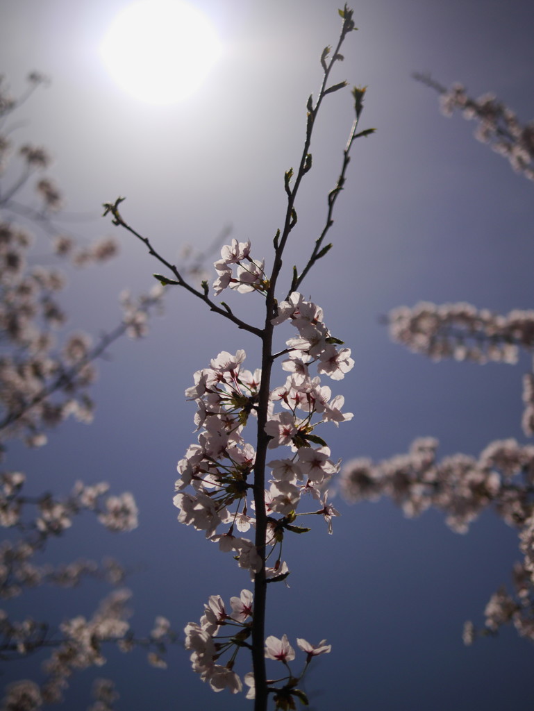 お日様と桜