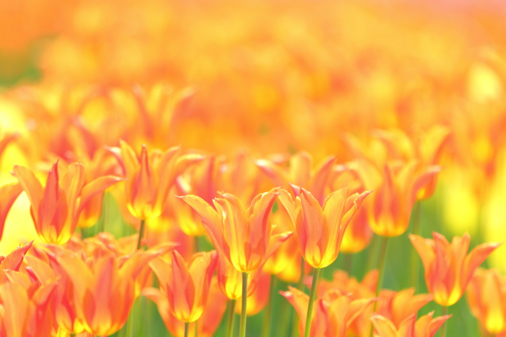 となみチューリップフェア(13)