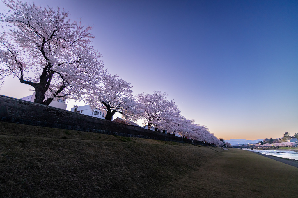 夜明け桜