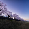 夜明け桜