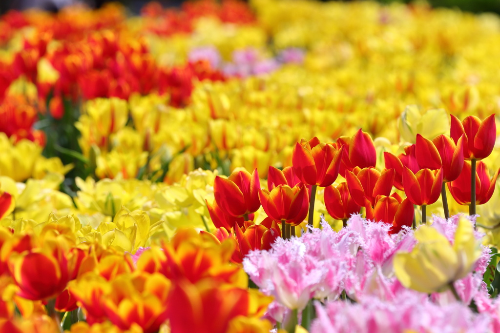 たくさんのチューリップ