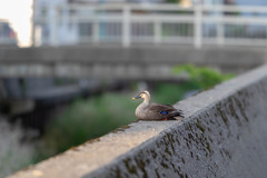 座っていらっしゃったんで思わず写真に収めさせてもらいました。