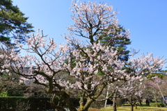 晴天に梅