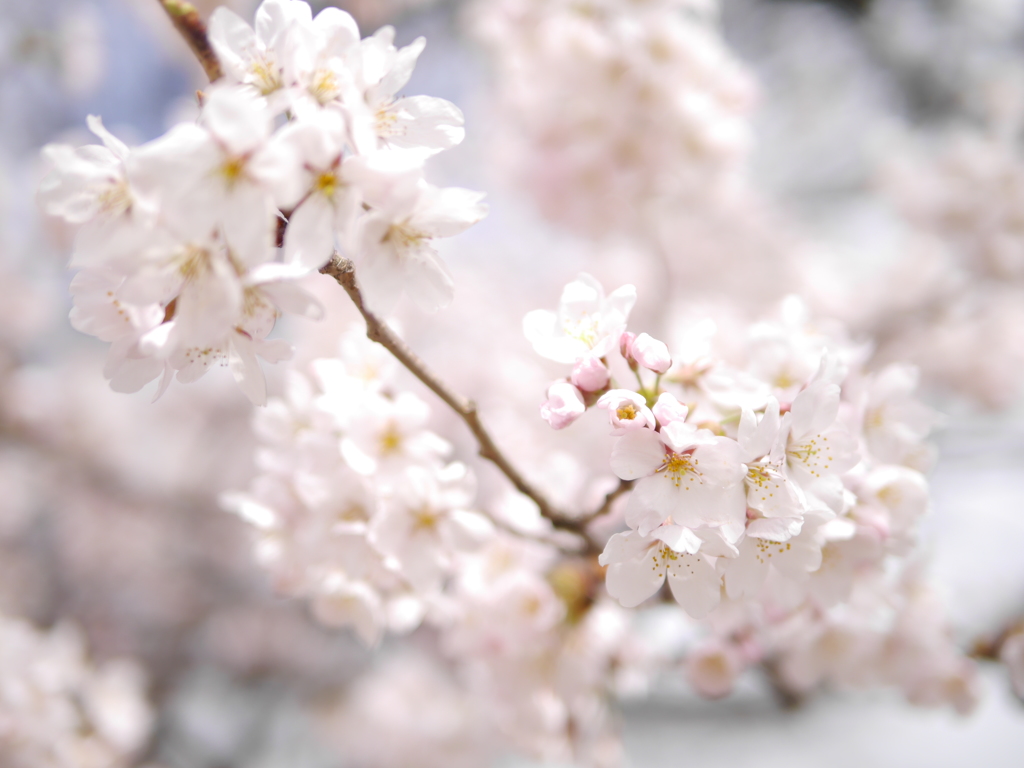 桜