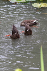 ごはんどこ？？