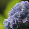 紫陽花