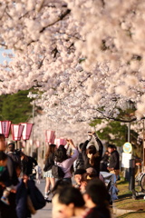 満開の桜回廊