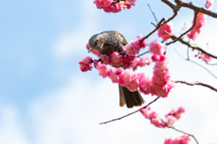 空と梅とひよさん