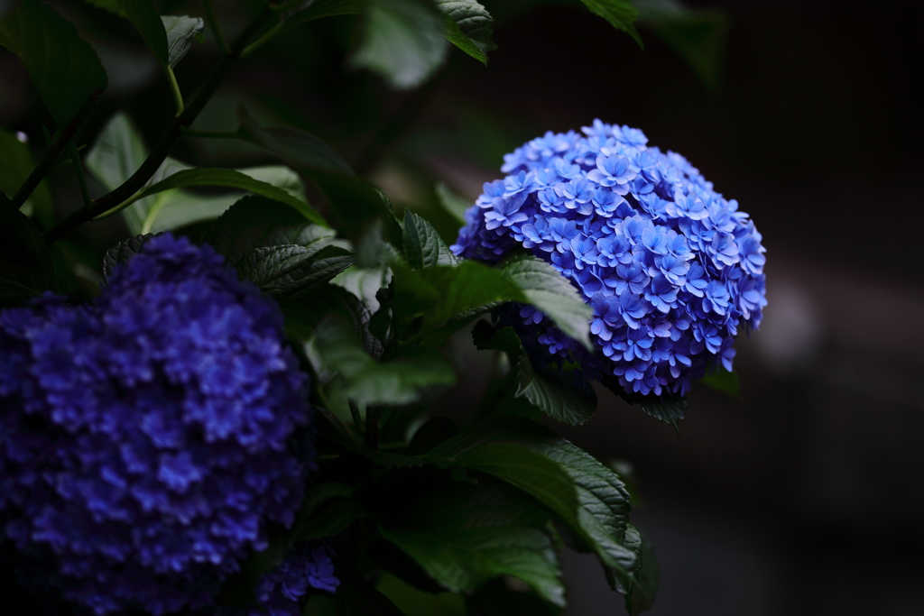 紫陽花