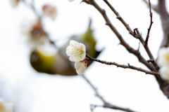 背景メジロ様　節分を過ぎ、梅の開花が待たれる頃となりました。