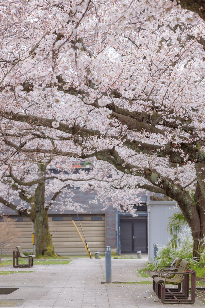 ベンチと桜