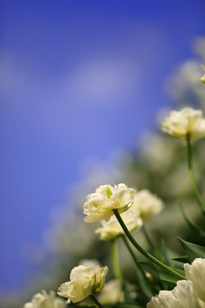 となみチューリップフェア(8)