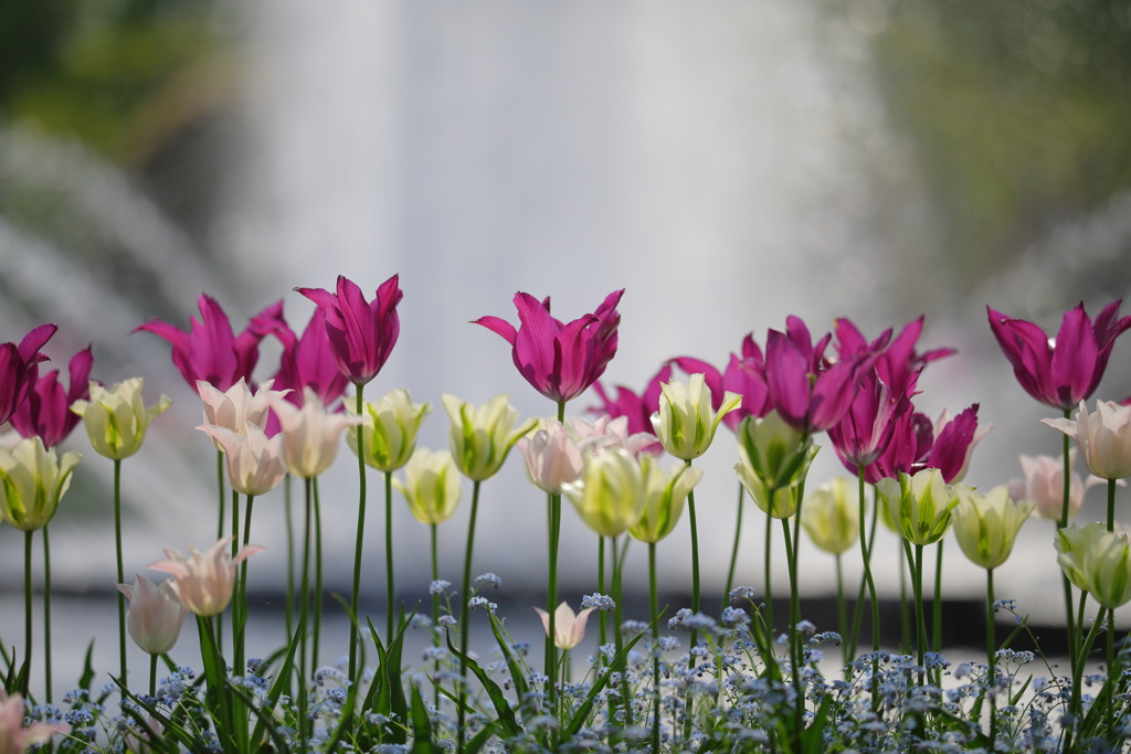 となみチューリップフェア(10)