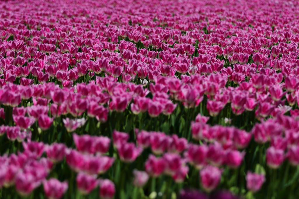 となみチューリップフェア(15)