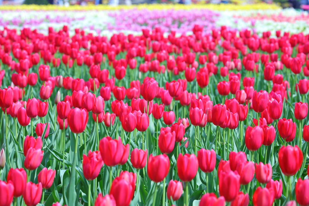 となみチューリップフェア(3)