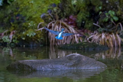 お魚暴れる！