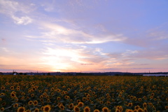 ひまわり畑の夕焼け