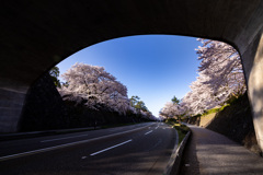 橋の下から桜