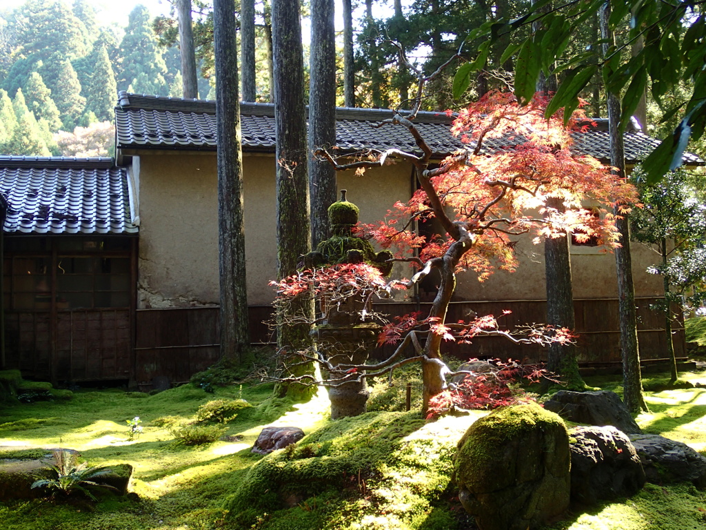 苔の里(1)