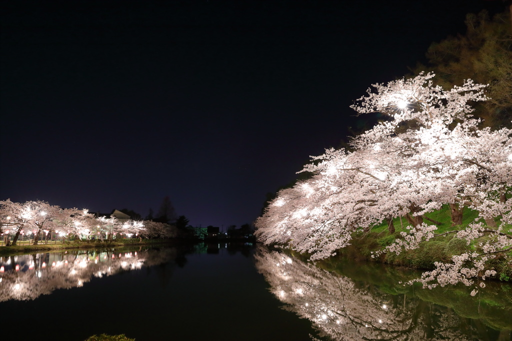 内堀に咲く桜