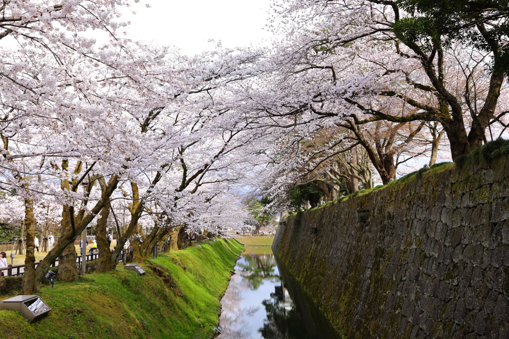 お堀と桜