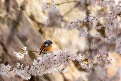 ジョビ桜