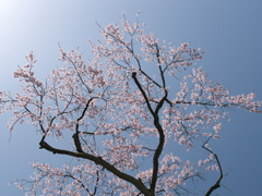 青空に映える