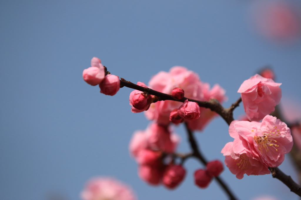 青空に映えるピンク♪
