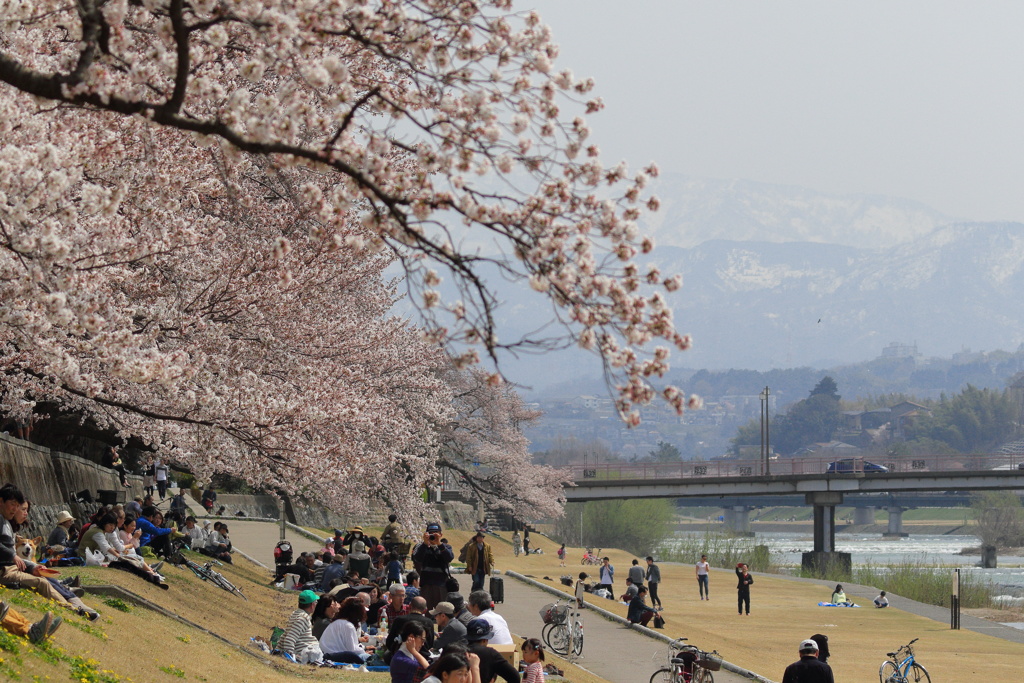 河川敷でお花見