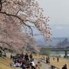 河川敷でお花見