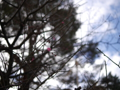 ちょこっと開花